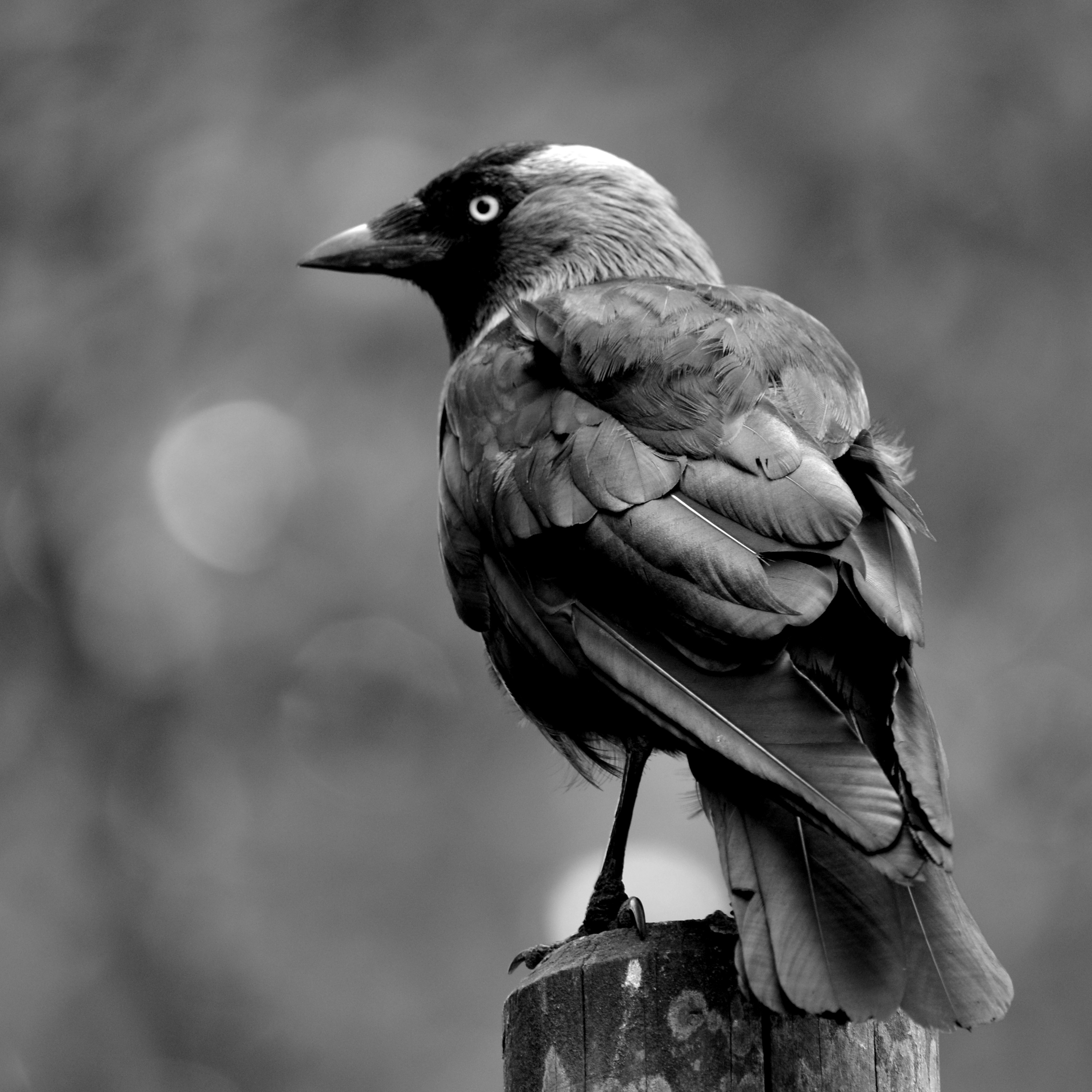 Naakka Profile Picture